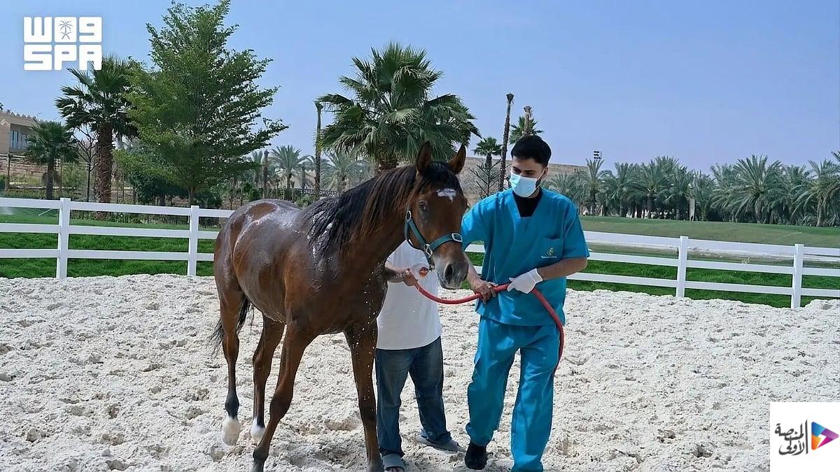 «وقاء» يعلن خلو المملكة رسميًا من مرض التهاب الشرايين الفيروسي في الخيول